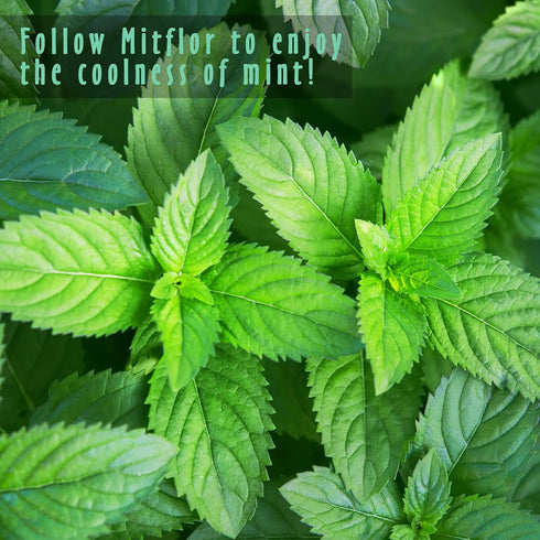 Set Set, 6x10ml Fragrance Oils of Mints, MitFlor Premium Scented Oils for Diffuser, Soap & Candle Making Scents