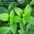 Set Set, 6x10ml Fragrance Oils of Mints, MitFlor Premium Scented Oils for Diffuser, Soap & Candle Making Scents