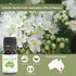 Lemon Myrtle Essential Oil 5 ml - Pure, Undiluted Therapeutic Grade Essential Oil for Fresh Citrus Aroma.