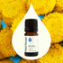 Plant Therapy Blue Tansy Essential Oil, 100% Pure, 5 mL (1/6 oz), Natural Aromatherapy