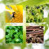 Nature's Sunshine Energ-V - 100 Capsules