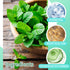 XMXueMei 2PCS 250ml,Mouthwash Set Fresh Mint Mouthwash for Oral Care,Bad Breath,Alcohol-Free,Mint Mouth wash