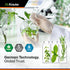 Bacopa Monnieri Organic Tincture | Cognitive Health Support Liquid Supplement | Organic Bacopa Herbal Extract | Alcohol