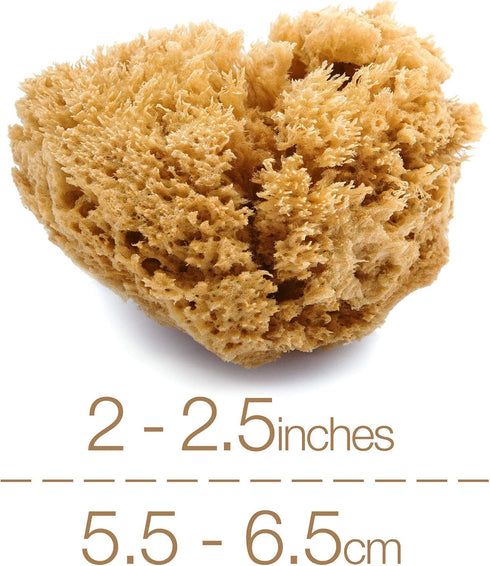 Natural Intimacy 3X 5.5-6.5cm Packaging. 5.5-6.5cm) IntimateCare Sea Sponges. Mediterranean Sponges in Plastic Free