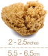 Natural Intimacy 3X 5.5-6.5cm Packaging. 5.5-6.5cm) IntimateCare Sea Sponges. Mediterranean Sponges in Plastic Free