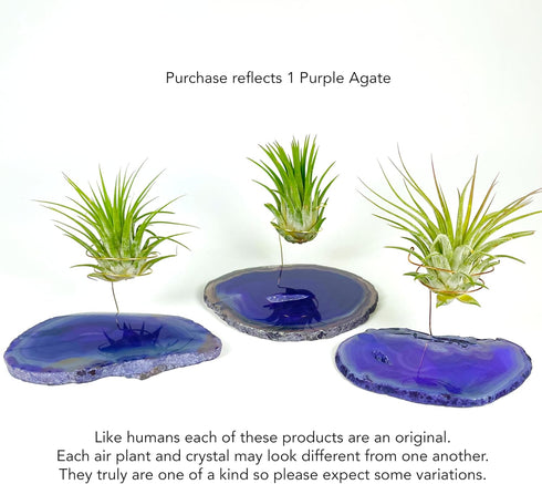 Rock n Air Purple Agate Geode Crystal Air Plant Holder Includes Healthy Air Plant and Gift Box Thoughtful Plant