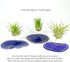Rock n Air Purple Agate Geode Crystal Air Plant Holder Includes Healthy Air Plant and Gift Box Thoughtful Plant