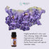 Essences Bulgaria Organic Lavender Essential Oil 1/3 Fl Oz | 10ml | 100% Pure, Natural, Therapeutic Grade, Non-GMO