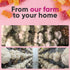Gummies Gummies 90 E&H Farms Sleep Mushroom for Focus & Energy - Prebiotic & Functional Mushrooms with Lion's Mane