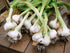Morel Distribution Company (100% Count (30-60-130-150-250-400) (150) Japanese Garlic//AJO Japones Natural!!) Choose