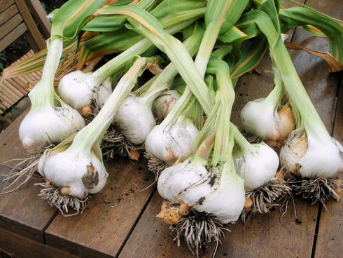 Morel Distribution Company (100% Count (30-60-130-150-250-400) Japanese Garlic//AJO Japones Natural!!) Choose Your per
