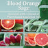 Hemlock 90 16 oz Park Blood Orange Sage Apothecary Hand-Poured Scented Candle | Crackling Wood Wick, Botanical