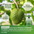 Organic Soursop Graviola Gummies, 2200mg Extra Strength, Zinc & Vitamin C, 60 Gummies, Vegan