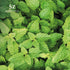 Melissa Essential Oil - 100% Pure and Undiluted, Extracted from Melissa Officinalis, Therapeutic Grade, 0.17oz