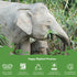 Happy Elephant Dish Soap - Liquid Ez Squeeze Bottle, Superior Cleaning Power, Easy Rinse, Gentle on Hands - White Tea