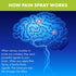 Premiere's Pain Spray - All-Natural Menthol & Peppermint Roller for Joint and Muscle Pain, 3 Pack