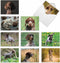 The Best Card Company - 10 Adorable Blank Dog Cards (4 x 5.12 Inch) - Assorted Pet Breeds, Boxed Set