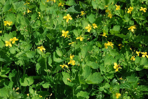 Health Embassy Greater Celandine Herb | 100% Natural Chelidonium Majus L. (50g)