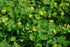 Health Embassy Greater Celandine Herb | 100% Natural Chelidonium Majus L. (50g)
