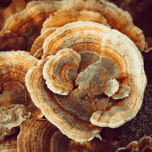 PURE ORIGINAL INGREDIENTS Turkey Tail Mushroom, 8 oz, Non-GMO, Trametes Versicolor
