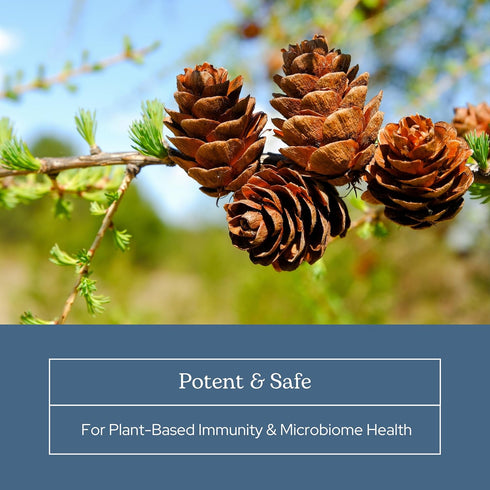 Immune Immunity (3 oz 85 Eclectic Herb - Larix Powder | Natural + Gut Health Support | Larch Laricina | & Gut Flora