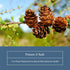 Immune Immunity (3 oz 85 Eclectic Herb - Larix Powder | Natural + Gut Health Support | Larch Laricina | & Gut Flora