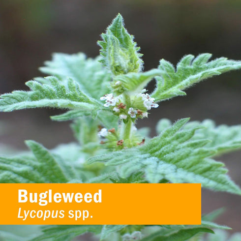 Herb Pharm Bugleweed Extract, 1 Ounce for Endocrine System Support