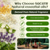 Set Making(40 10 ML) SACATR Essential Oils - Natural Essential Oils - Perfect for Diffuser, Humidifier,Aromatherapy