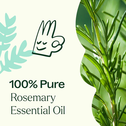 Plant Therapy Rosemary Essential Oil for Hair Growth, 100 mL (3.3 oz)