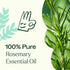 Plant Therapy Rosemary Essential Oil for Hair Growth, 100 mL (3.3 oz)