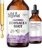 Echinacea Drops - Alcohol-Free Immune Support Supplement with Organic Echinacea Root - 4 oz