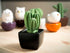 Tri Cactus, Non-Electric Ceramic Diffusers for Essential Oils and Aromatherapy Fragrance, White Ceramic Diffusers