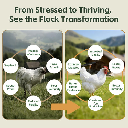 Qanoreth Immunity, Selenium and Vitamin E Powder for Chickens Boost Muscle Support & Reproductive Health, Selenium
