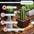 Maxi Cactus, Non-Electric Ceramic Diffusers for Essential Oils and Aromatherapy Fragrance, White Ceramic Diffusers