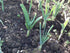 Morel Distribution Company (100% Count (30-60-130-150-250-400) (150) Japanese Garlic//AJO Japones Natural!!) Choose