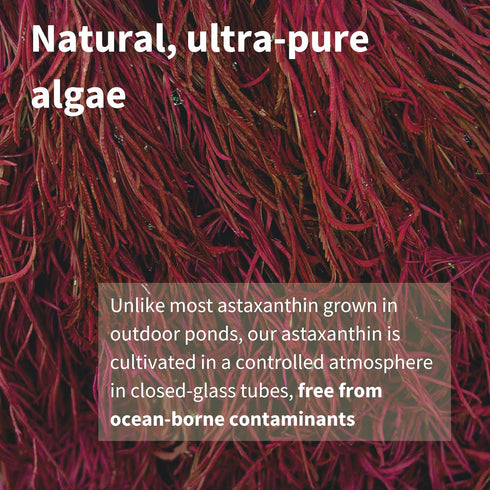 Astaxanthin Complex, Natural Algae Antioxidant for Eyes, Skin & Joints, 90 Vegan Softgels, Non-GMO 42 mg Astapure
