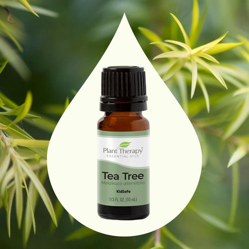 Plant Therapy Tea Tree Essential Oil 10 mL (1/3 oz), 100% Pure, Natural Aromatherapy