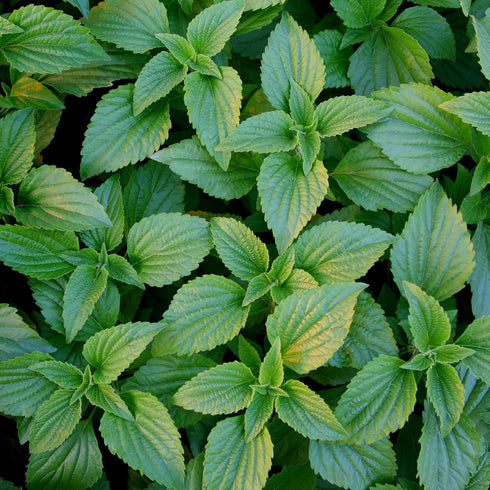 Peppermint Breath Refresher Spray - Organic Herbal Formula by Herb Pharm