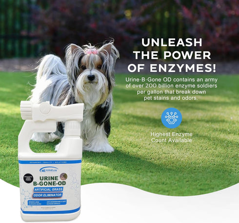 URINE-B-GONE-OD | Turf, Patio & Outdoor Urine Enzyme Odor Eliminator | Highest Concentrate 50 Billion Enzymes | Includes Hose Connect Sprayer (32 oz.)