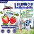 Organic Probiotic Gummies, 60 Non-GMO Gummies, 5 Billion CFU, Max Strength, Strawberry Flavored, Gut Health and Immune