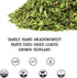 Organic Meadowsweet Tincture Extract, Dried Herb Supplement in Cold-Pressed Vegetable Glycerin