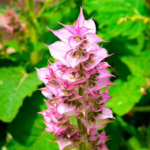 Essences Bulgaria Organic Clary Sage Essential Oil - 1/6 Fl Oz | 5ml | 100% Pure, Natural, Therapeutic Grade