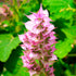 Essences Bulgaria Organic Clary Sage Essential Oil - 1/6 Fl Oz | 5ml | 100% Pure, Natural, Therapeutic Grade