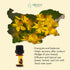 Essences Bulgaria Organic St. John's Wort Essential Oil 1/6 Fl Oz | 5ml | 100% Pure and Natural | Undiluted |