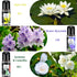 Blossom Essential Oils Set, 6x15ml Aromatherapy Oil Kit for Diffuser, Humidifier, Air Purifier