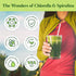 Good Natured Premium Chlorella Spirulina Powder, 85 Servings, Non-GMO, Vegan Organic Capsules, High Protein