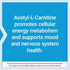 Life Extension Acetyl-L-Carnitine, 100 Capsules | Brain, Mood & Nerve Health, Cellular Energy, Gluten-Free, Non-GMO