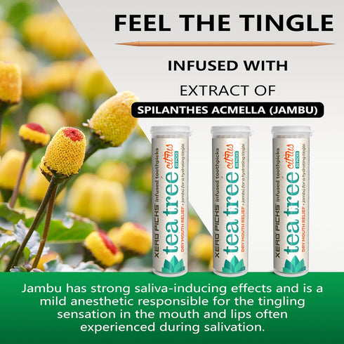 Xero Picks Tea Tree Flavored Toothpicks for Long Lasting Fresh Breath & Dry Mouth Prevention (Citrus)
