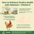 Qanoreth Immunity, Selenium and Vitamin E Powder for Chickens Boost Muscle Support & Reproductive Health, Selenium