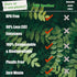 Disposable Wooden Forks - Pack of 100, 6.5" Length - Biodegradable Natural Utensils for Parties, Camping, Weddings
